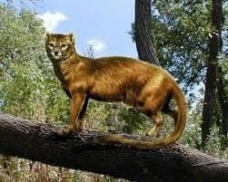 кошачье.jpg